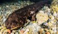Scientists Stunned By Fossil Of The Largest Salamander Ever Discovered 1536x931