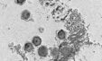 Scientists Uncover Hundreds New Giant Viruses That May Be Quietly Threatening Ocean Life 1536x931